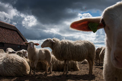 Side view of man with sheep against sky
