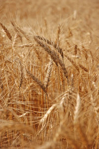 Close-up of stalks in wheat field