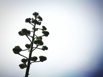 Low angle view of flowering plant against clear sky