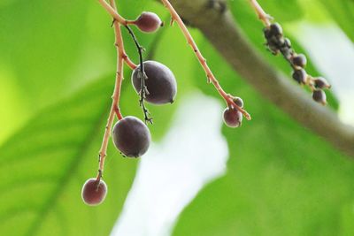 Close-up of berries growing on plant