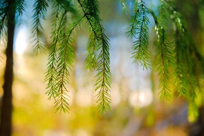 Close-up of pine tree