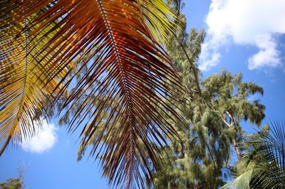 Low angle view of palm tree against sky