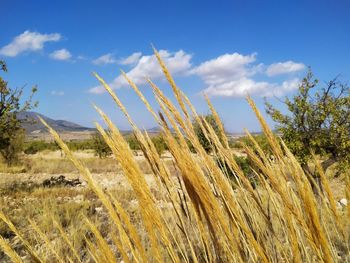 Low angle view of tall grass on field against sky