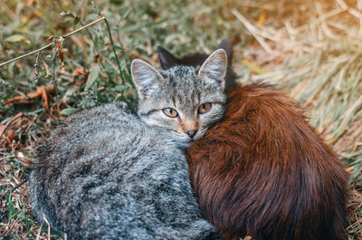 Close-up of cats. kittens on dry grass on village 