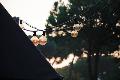 Low angle view of light bulbs hanging from tree