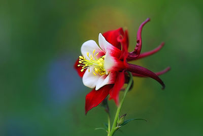 Close-up of red rose flower