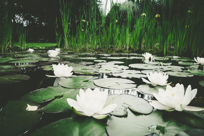 Water lily in lake