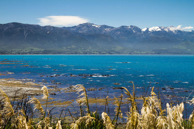 Plants growing in front of lake against snowcapped mountains