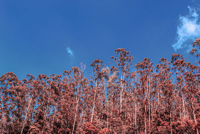 Low angle view of flowering trees against blue sky