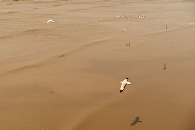 High angle view of seagulls on beach