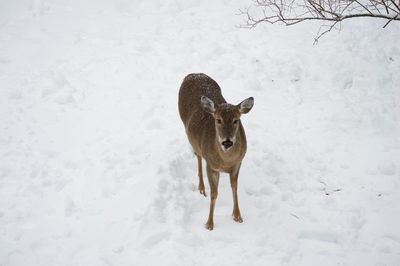 Deer standing on field during winter