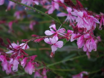 Close-up of pink flowering plants