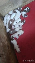 High angle view of white flowers on table