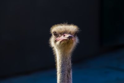 Close-up of ostrich against blurred background