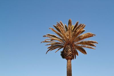 Low angle view of palm tree against clear blue sky