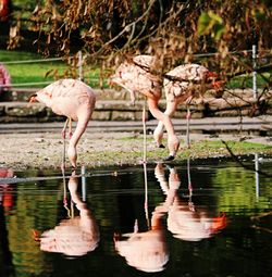 Birds in lake