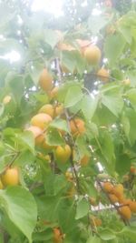 Close-up of fruits growing on tree