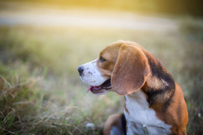 Close-up of dog looking away