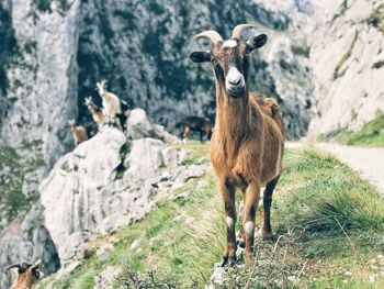 Portrait of horse standing on rock