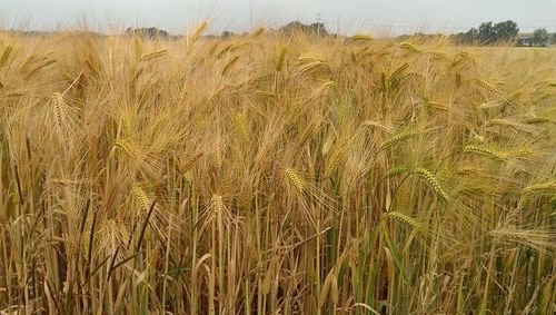 Wheat crop in field