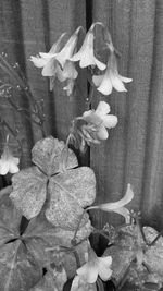 Close-up of flowers