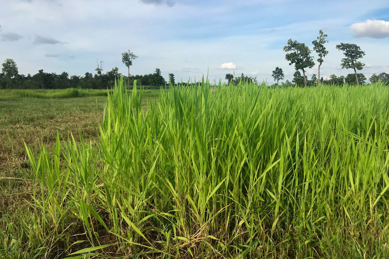 CROPS GROWING ON FIELD