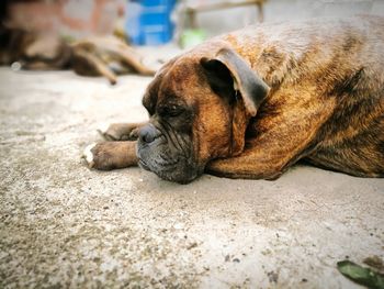 Close-up of dog resting