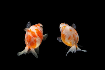 Close-up of fish swimming in sea