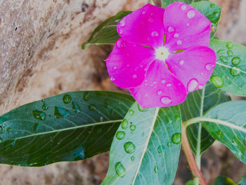 Close-up of wet pink flower