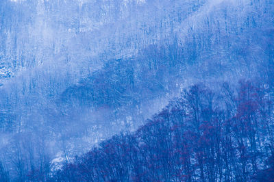 Full frame shot of pine trees in forest during winter