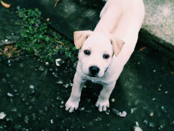 High angle portrait of puppy