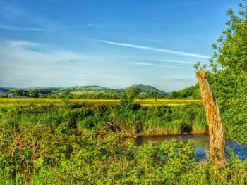 Scenic view of field against blue sky