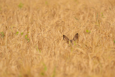 A fawn tries to hide in a cornfield