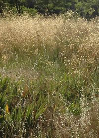 Plants growing on field