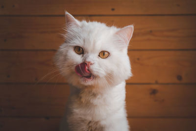 Close-up of white cat