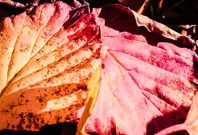 Close-up of maple leaf