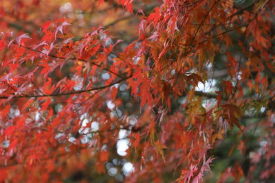 Close-up of red maple leaves on tree