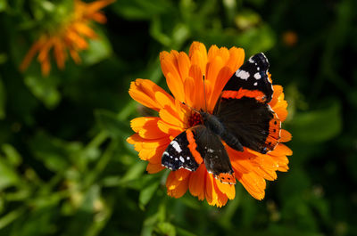 A red admiral butterfly on a daisy flower calendula officinalis