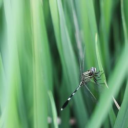 Close-up of insect on leaf