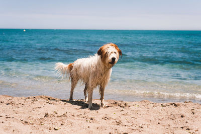 Full length of a dog on beach