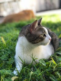 Close-up of a cat on field