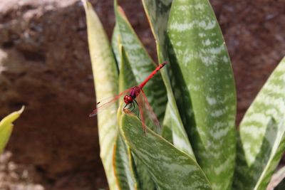 Close-up of insect on leaf