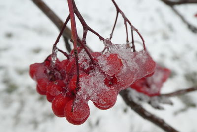 Close-up of frozen fruit