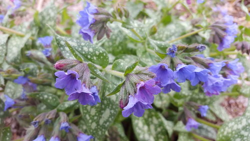 Close-up of purple flowers blooming outdoors