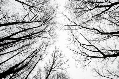 Low angle view of bare trees against sky