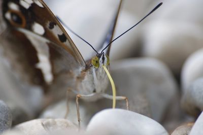 Close-up of butterfly