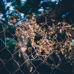 Close-up of plants against blurred background