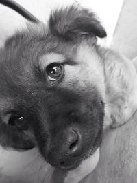 Close-up portrait of dog