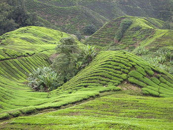 Scenic view of agricultural field