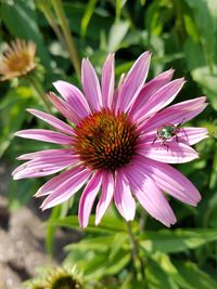 Close-up of honey bee on flower